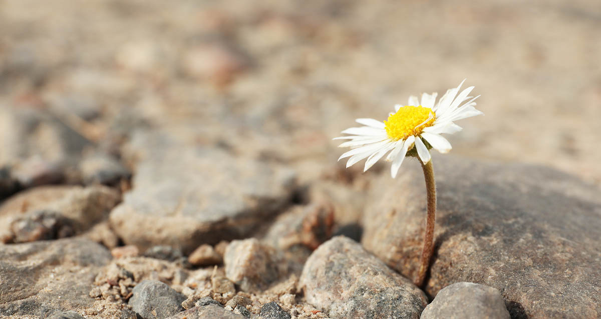 Building Resilience Through Mind-Body Principles