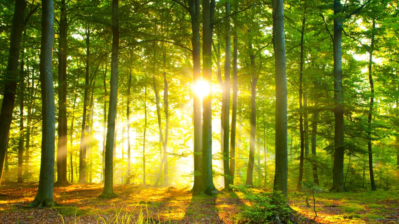 Sunlight streaming through a quiet forest